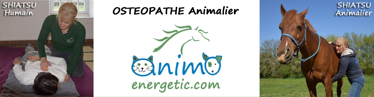 Osteopathe animalier shiatsu humain shiatsu quin shiatsu animalier